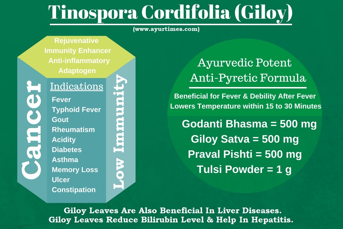 Tinospora Cordifolia (Giloy) - Guduchi