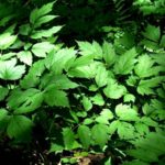 Black Cohosh Before the Flower Stalks