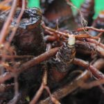 Black Cohosh (Cimicifuga Racemosa) Roots - After Washing