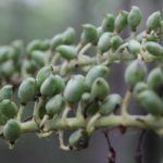 Black Cohosh Seeds