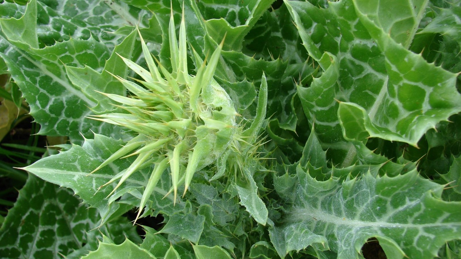 Milk Thistle (Silybum Marianum) Benefits, Uses, Dosage, Interactions