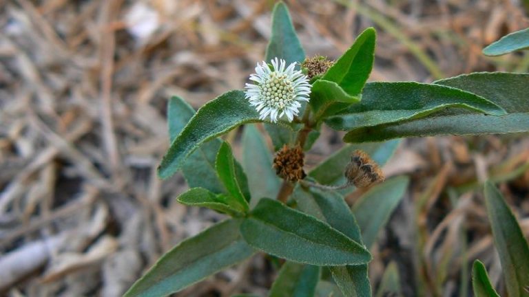 Bhringraj Benefits, Uses, Dosage & Side Effects