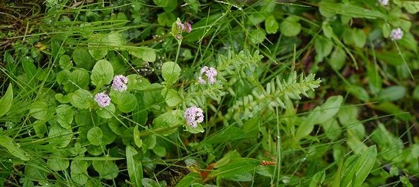 Valeriana Himalayana, Valeriana Wallichii Valeriana Hardwickii