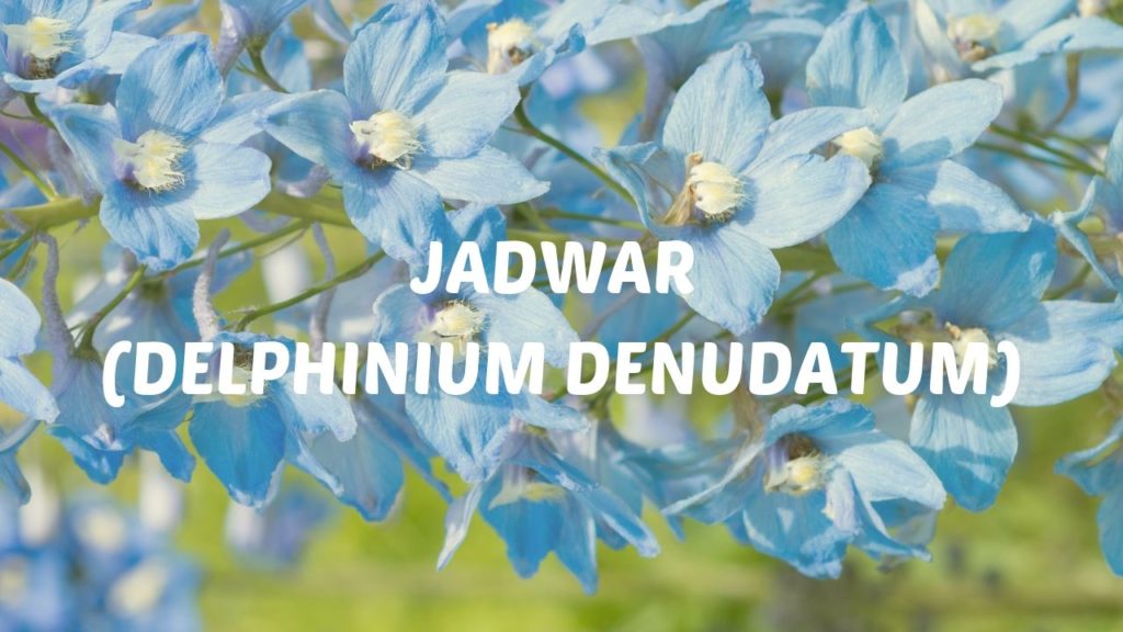 Jadwar (Delphinium denudatum)